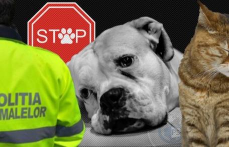 Persoane trimise în judecată pentru schingiuirea și uciderea animalelor