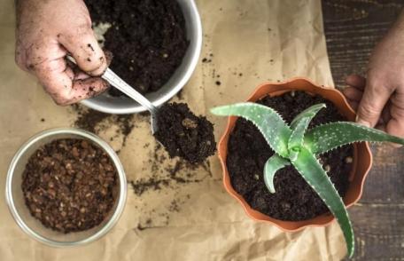 Cum să cultivi aloe vera și cum să o folosești