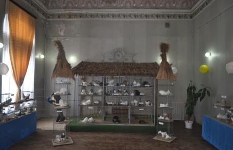 Dorohoi: Debut cu succes a expoziţiei „Columbofilia - tradiţie şi pasiune”, ediţia a X-a