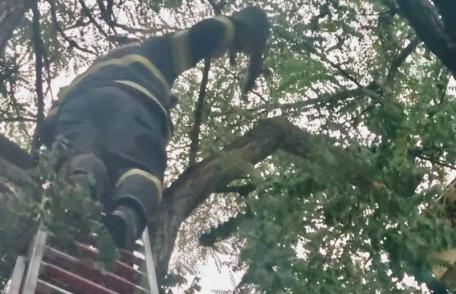 Pisică salvată dintr-un copac de pompierii botoșăneni
