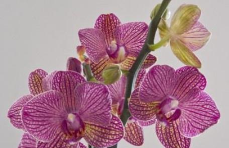 Orhideea, planta eleganței. Minighid de îngrijire