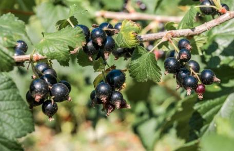 Proprietăți medicinale ale coacăzelor negre