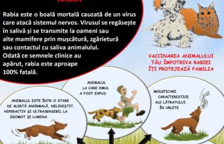 ATENȚIE! Informare privind obligațiile proprietarilor de câini și combaterea rabiei