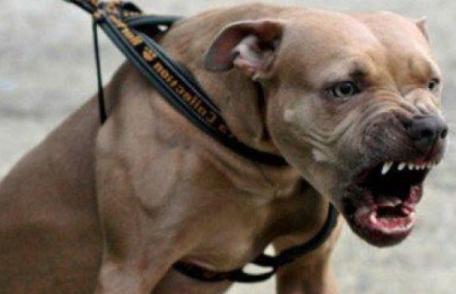 Proprietarul unui câine periculos, sancționat contravențional cu 750 de lei, din cauză că îl plimba prin Dorohoi