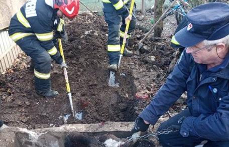 Intervenție contra timp a pompierilor botoșăneni: au eliberat o bovină căzută într-o groapă de doi metri