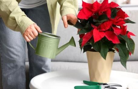 Totul despre Crăciuniță sau Steaua Crăciunului. Cum să o păstrezi înflorită tot anul și ce greșeli să eviți