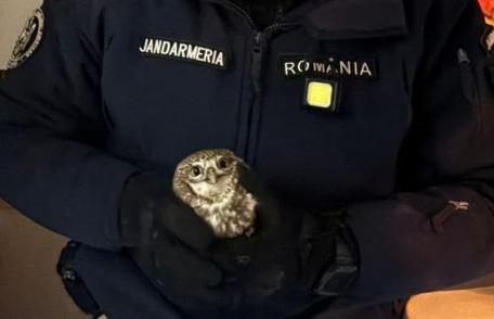 Un botoșănean a solicitat sprijinul jandarmilor după ce o bufniță a intrat în bucătăria acestuia