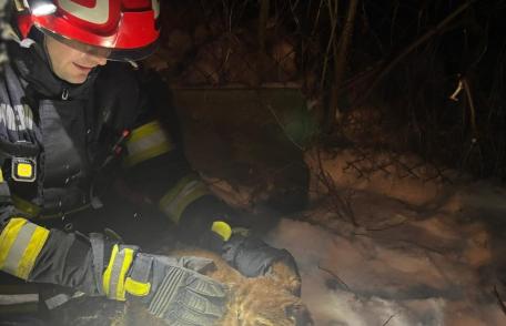 Cățel salvat de pompieri dintr-o fosă dezafectată de aproape doi metri