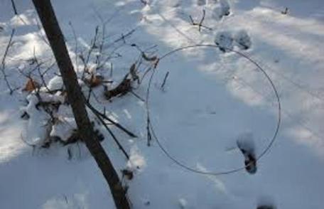 Bărbat reținut pentru braconaj cinegetic și transportul vânatului