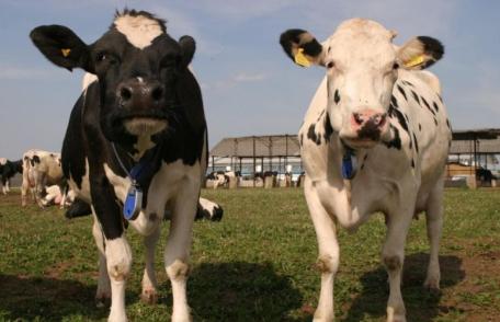 Termen-limită pentru depunerea deconturilor justificative aferente eco-schemelor zootehnice – Campania 2025