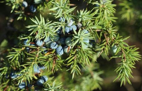 Planta care te ajută să slăbești