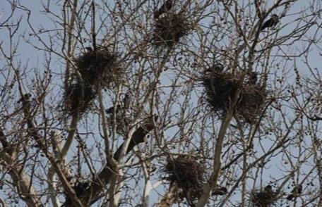 Primim la redacție – „Situație neplăcută privind înmulțirea excesivă a ciorilor în Parcul Brazi din Dorohoi”