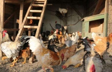 Câte animale pot crește românii care locuiesc la țară sau la oraș. Amenzile pot ajunge până la 12.000 de lei