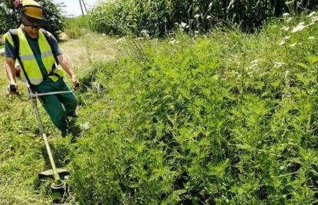 Primăria Municipiului Dorohoi: COMUNICAT cu privire la combaterea buruienii AMBROZIA