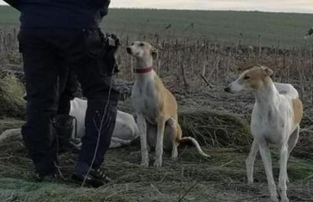 Braconajul în atenția polițiștilor. Controale la deținătorii de ogari