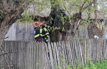 Foc pornit dintr-un copac, la un pas să cuprindă o casă din Hilișeu-Horia