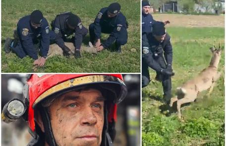 Căprioară rătăcită într-un cartier din Botoșani ajutată de jandarmi să revină în mediul natural