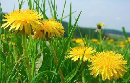 Plante medicinale de primăvară care rezolvă probleme de sănătate