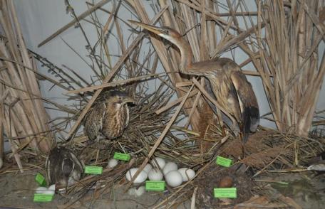 Dorohoi: Expoziție cu caracter pascal la Muzeul de Științe ale Naturii