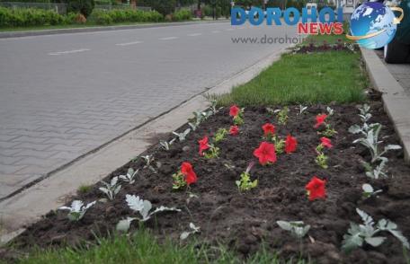 Dorohoiul va înflori din nou la sfârşitul primăverii