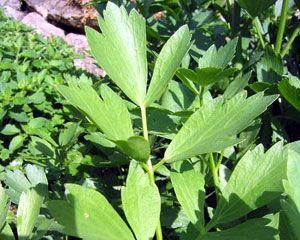 Leușteanul, remediu miraculos pentru diverse boli