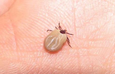 Sfaturi simple pentru a te feri de CĂPUŞE la iarbă verde