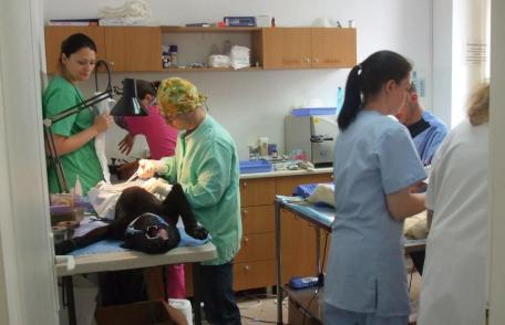 Campania de sterilizare a cățeilor comunitari a fost oprită după doar 4 zile   