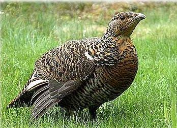  România nu respectă reglementările UE cu privire la vânarea păsărilor     