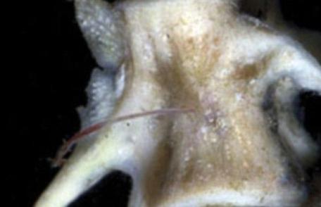 Monstrul din adâncuri care i-a uluit pe biologi. Viermele care poate dizolva oase de balenă