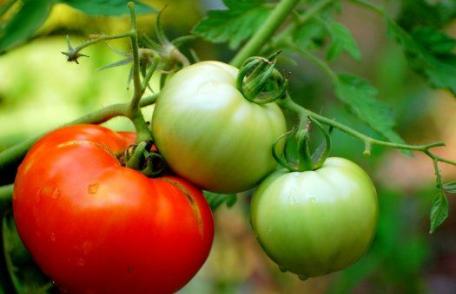 O mutaţie genetică a răpit gustul roşiilor