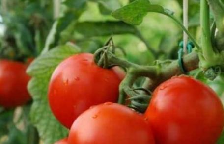 Roşiile ţin sub control obezitatea şi diabetul