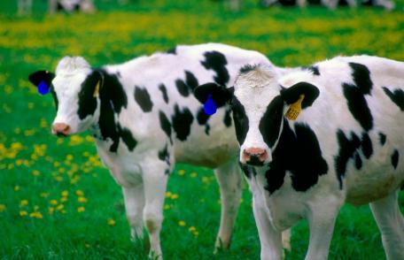 Lacune legislative: Subvenţii primite pentru animale inexistente