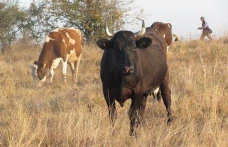 75 la sută din culturi sunt compromise. Botoşaniul pârjolit de secetă