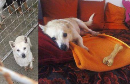 Neînceperea urmăririi penale pentru Ador   