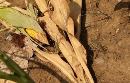 Ajutoare de secetă vor primi doar IMM-urile