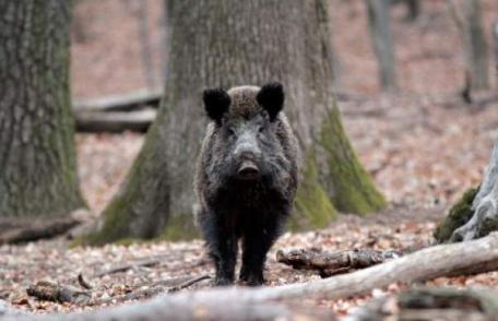 17 persoane din Suceava au ajuns la spital după ce au mâncat mistreţ