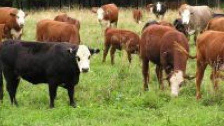 Un tren, pe punctul de a deraia după ce a lovit şapte animale