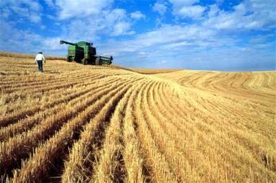 Producţie de grâu mai mică, exporturi-record. Urmează scumpirile?