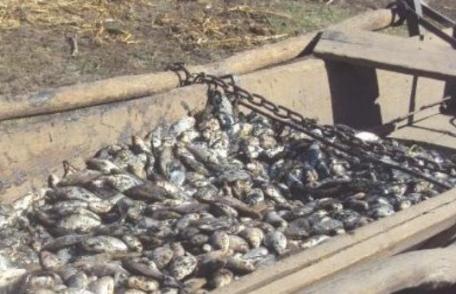 De necrezut. Locuitorii unei comune din Iaşi se bulucesc la peşte mort