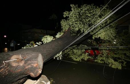 Copaci şi stâlpi rupţi de furtuna de luni dimineaţă