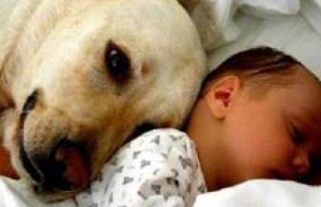 Bebeluș abandonat, găsit de un câine