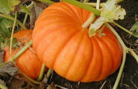 Dovleacul, medicament şi aliment în sezonul rece