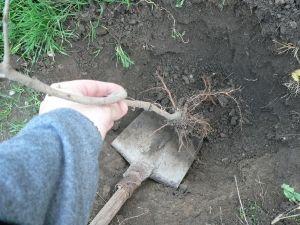 Câteva reguli de urmat când plantezi un pom fructifer