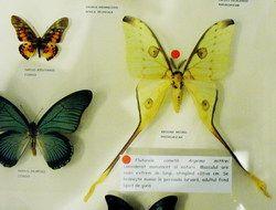 Muzeul de Ştiinţele Naturii Dorohoi găzduiește expoziţia „Formă şi diversitate în lumea fluturilor exotici”