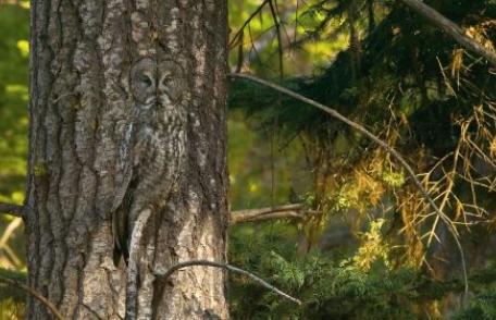 Poţi vedea animalele ascunse? Fotografii incredibile cu exemplare camuflate