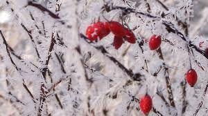 Sfârşit de săptămână cu vreme rece. De marţi, temperaturile încep să crească