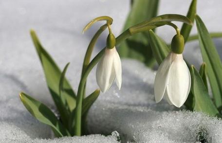 Pentru majoritatea dorohoienilor, 1 Martie înseamnă începutul primăverii. Vezi rezultatul sondajului