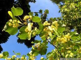 Florile de tei, bune pentru conjunctivită