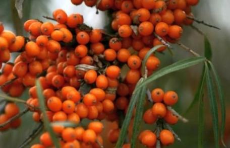 Cătina te pune pe picioare după boală