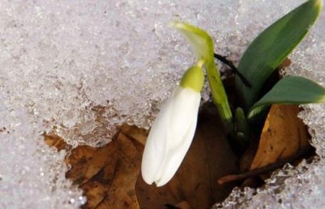 Vom avea ninsori în toată ţara, până miercuri seară